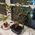 Ficus retusa Hostoa