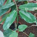 Ficus polita Hoja