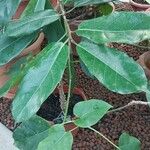 Ficus polita Hostoa