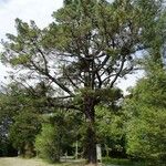 Pinus radiata Hábito