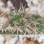 Cylindropuntia imbricata 葉