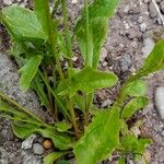 Crepis rubra Leaf