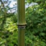 Phyllostachys aurea Rinde