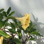 Solandra maxima Bloem