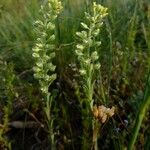 Alyssum alyssoides Fula