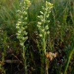 Alyssum alyssoides फूल