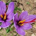 Crocus sativus Virág