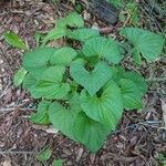 Viola pubescens Folha