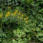 Cytisus nigricans Habit