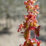 Rumex bucephalophorus Frucht