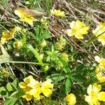 Potentilla aurea Лист