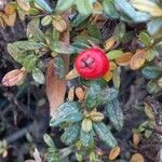 Cotoneaster microphyllus Gyümölcs