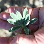 Lupinus micranthus Leaf