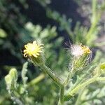 Senecio viscosus Цветок