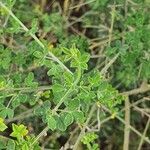 Cytisus arboreus Hoja