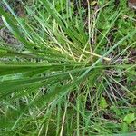 Andropogon gerardi Leaf