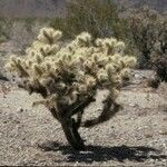 Cylindropuntia acanthocarpa Alkat (teljes növény)