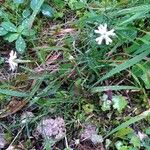 Silene nocturna Hábito