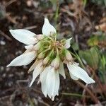 Trifolium pallescens 花