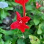 Ruellia elegans Flor