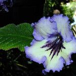 Streptocarpus primulifolius Virág