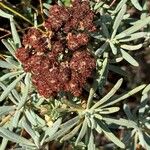 Eriogonum arborescens Flor