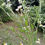 Erigeron strigosus Likasa