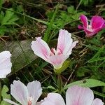 Clarkia amoena Blomma