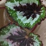 Begonia rex Leaf