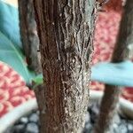 Ficus lyrata Bark