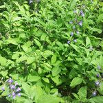 Salvia interrupta Hábito