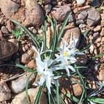 Leucocrinum montanum Flower