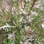 Tamarix parviflora Flower
