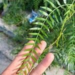 Schinus areira Leaf