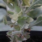 Nicotiana tomentosa Blad