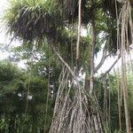 Pandanus tectorius Plante entière