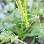 Erodium laciniatum Frukto