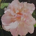 Hibiscus mutabilis Flower