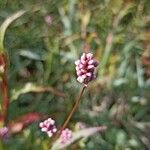 Persicaria maculosa Flower