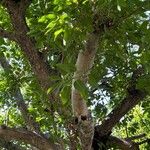 Ficus thonningii Feuille