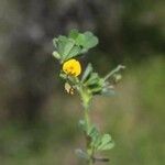 Medicago rigidula Kvet