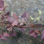 Oxalis novae-caledoniae ᱛᱟᱦᱮᱸ