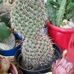 Opuntia pycnantha Ліст