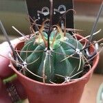 Ferocactus herrerae Foglia