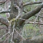 Karpatiosorbus remensis Corteccia