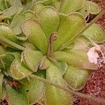 Pinguicula ehlersiae 葉