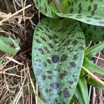 Ledebouria revoluta Лист