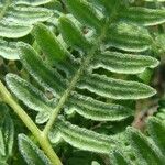 Pteridium caudatum Leaf