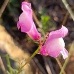 Antirrhinum litigiosumÕis