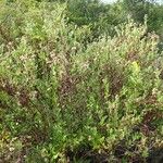 Pluchea indica Агульны выгляд